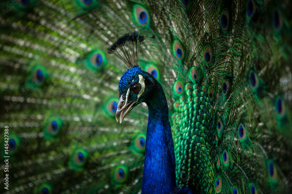 Obraz premium peacock