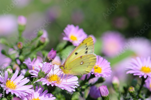 Yellow butterfly collects nectar on a bud of Astra Verghinas
