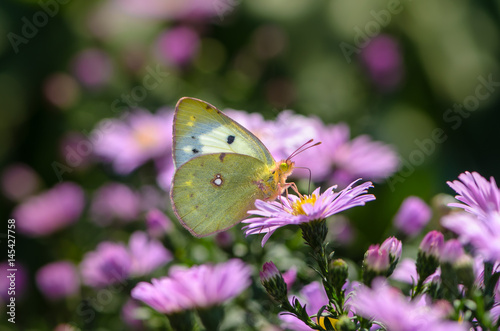 Yellow butterfly collects nectar on a bud of Astra Verghinas