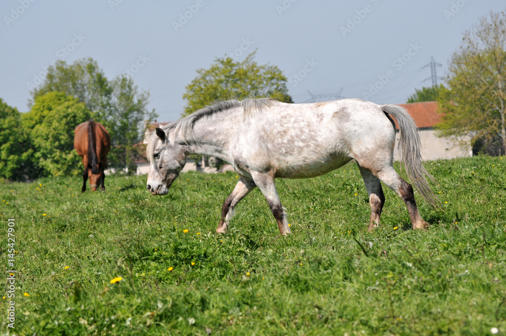 Obraz premium Cheval