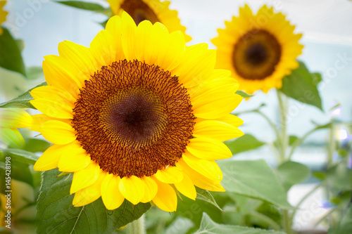 Fototapeta Naklejka Na Ścianę i Meble -  sunflowers blooming in summer garden