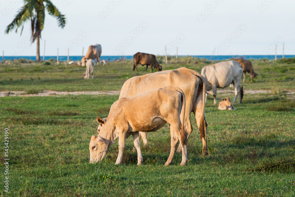 cows grazing in the green meadow cows grazing in the green meadow