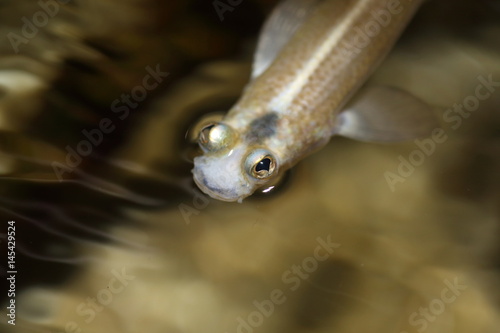 Four-eyed fish  Anableps anableps  in Amazon  South America