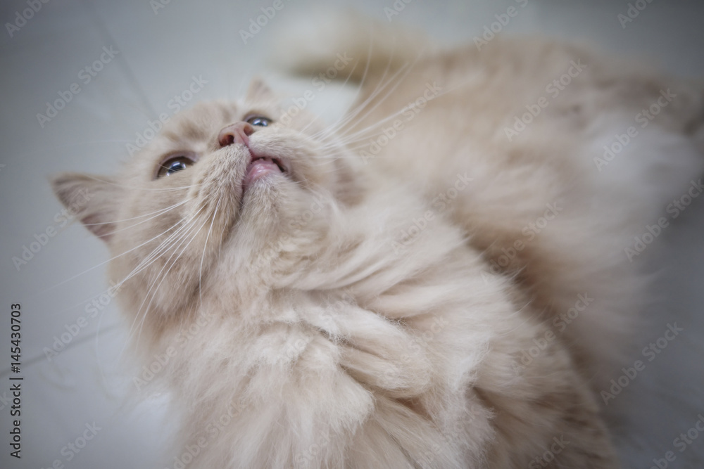 Persian adorable cat, close-up funny fluffy face, in sepia tone color