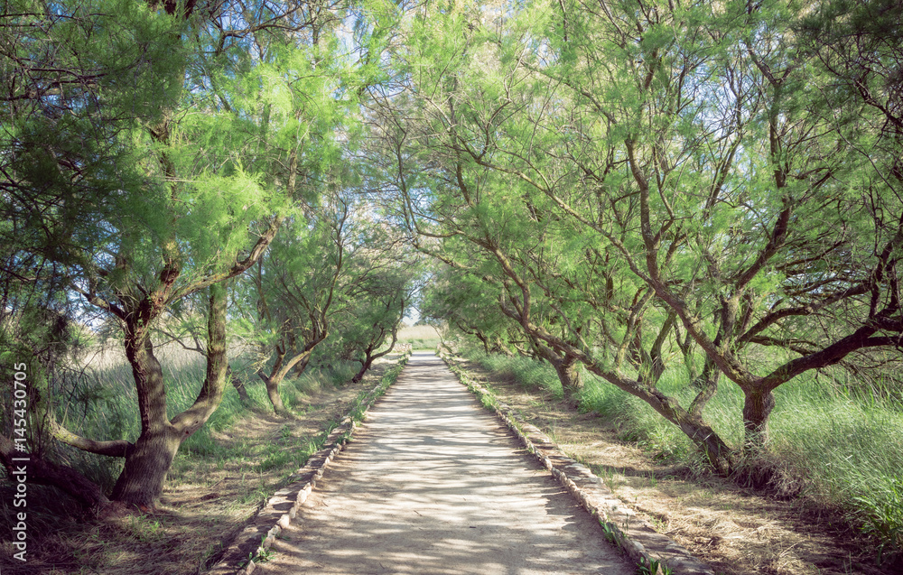 Bosque de árboles de tarayes. Parque Nacional Tablas de Daimiel. Ciudad Real. España.