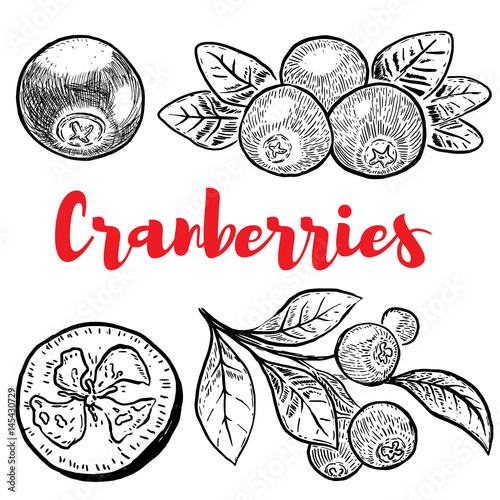 Set of hand drawn cranberries isolated on white background. Design elements for label, emblem, sign, poster, menu. Vector illustration