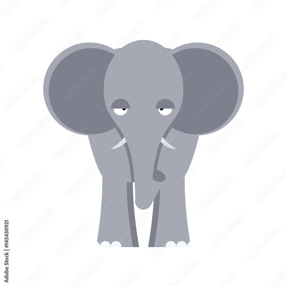 Elephant front view isolated. Big wild African beast on white background