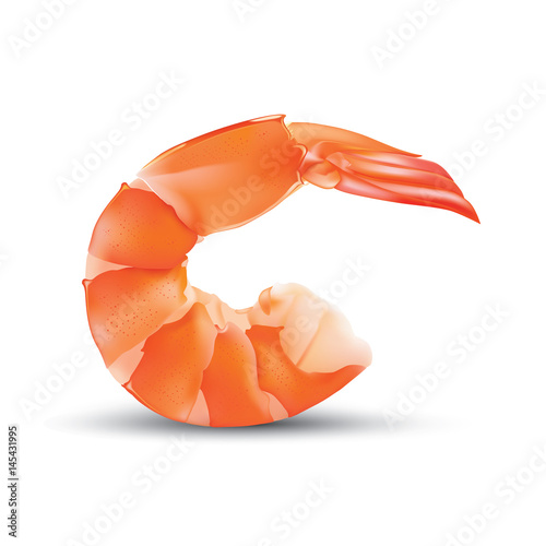 Vector Shrimp Seafood. Prawn illustration isolated on white background
