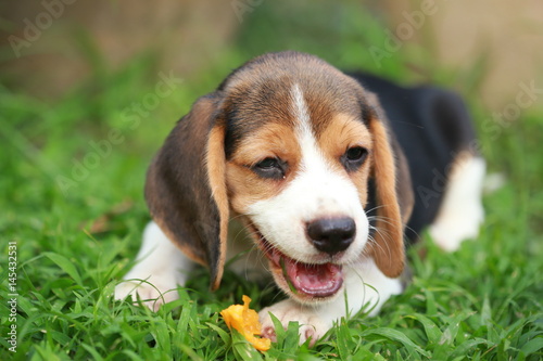 purebred beagle puppy is enjoy eating fruit, 2 months strong male beagle puppy  © Sigma s