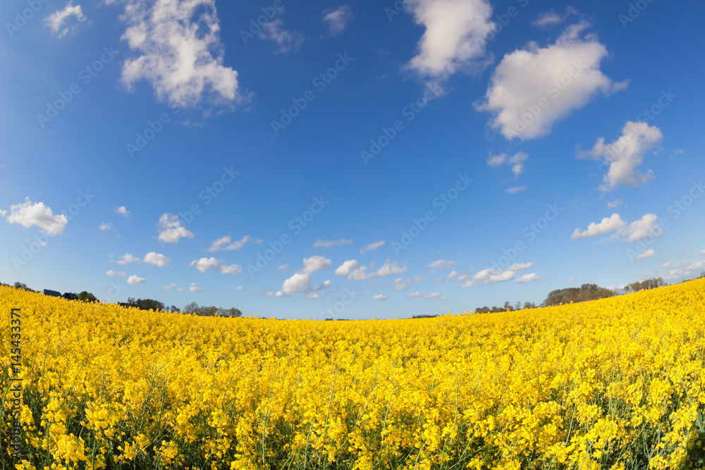 yellow canola field and blue sky