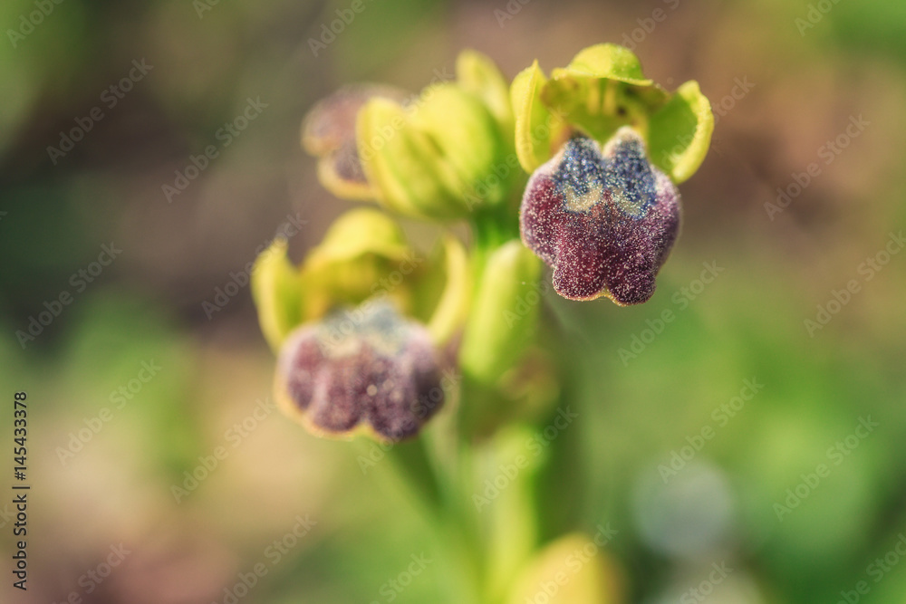 Wildlife Orchid in Italy Wildlife Orchid in Italy