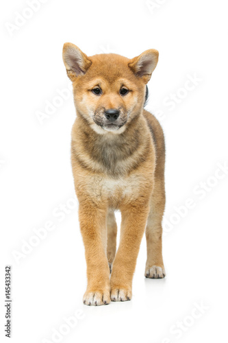 Beautiful shiba inu puppy isolated on white