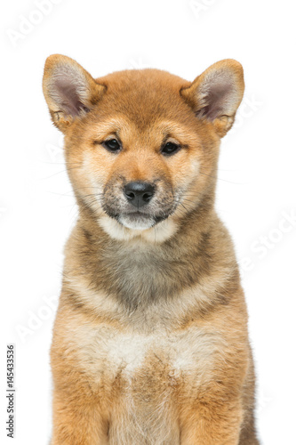 Beautiful shiba inu puppy isolated on white © svetography