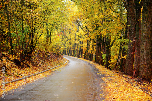 Autumn landscape in the forest with old road