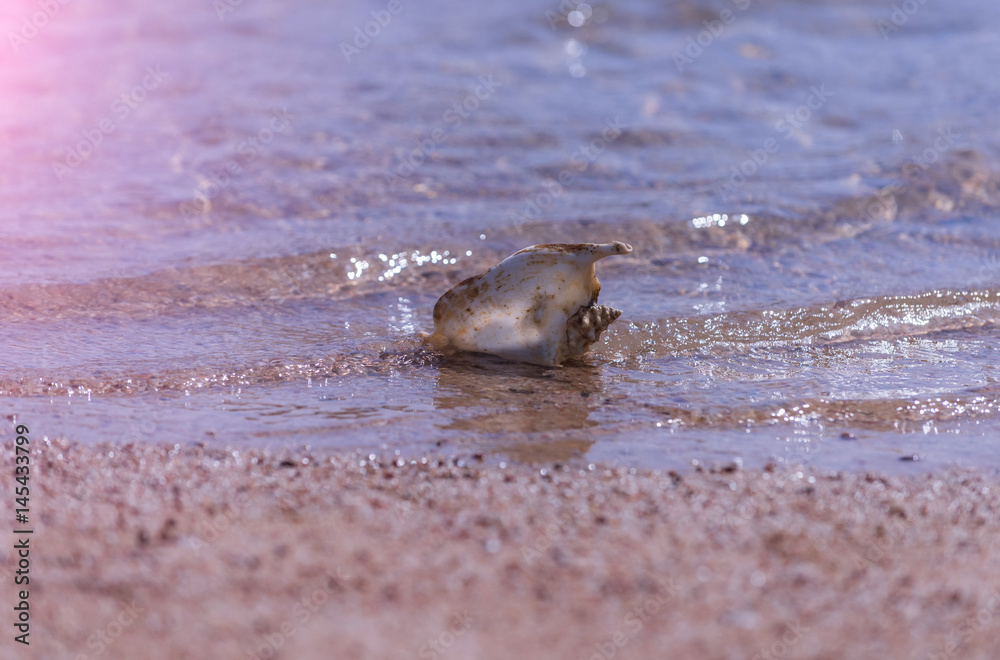 Beautiful marine shell in sea water rippling on sand beach