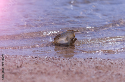 Beautiful marine shell in sea water rippling on sand beach