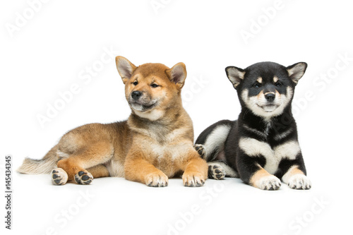 Wallpaper Mural Beautiful shiba inu puppies isolated on white Torontodigital.ca