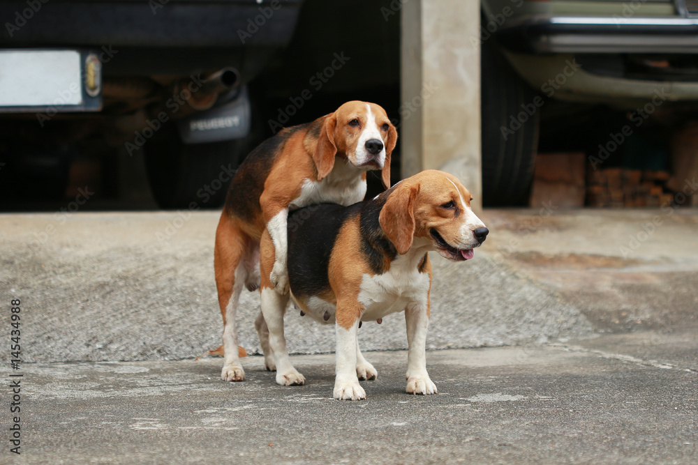 purebred beagle dog are now receptive in mating,
friendship between two beagle dogs, dog breeding