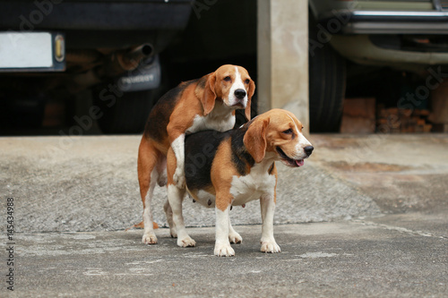 purebred beagle dog are now receptive in mating, friendship between two beagle dogs, dog breeding