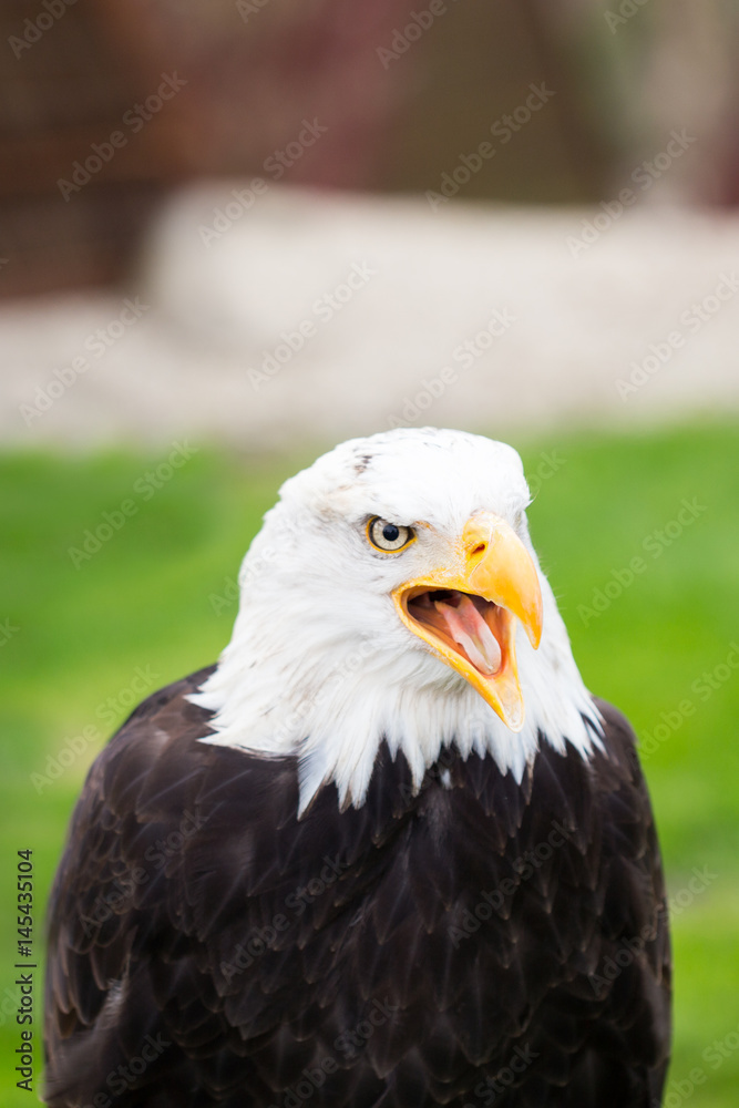 Naklejka premium Portrait of a bald eagle on grass.