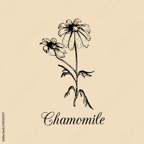 Vector chamomile with leaves, flowers illustration.Hand drawn botanical sketch of officinalis plant in engraving style.