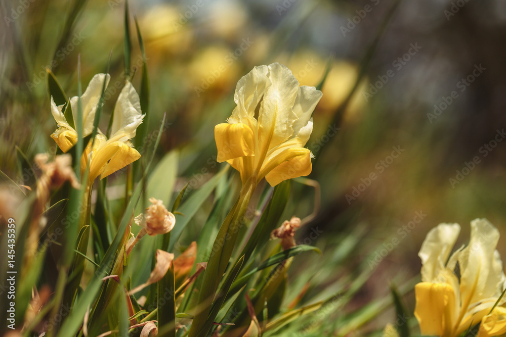 Fototapeta premium Italian Wildlife Lily