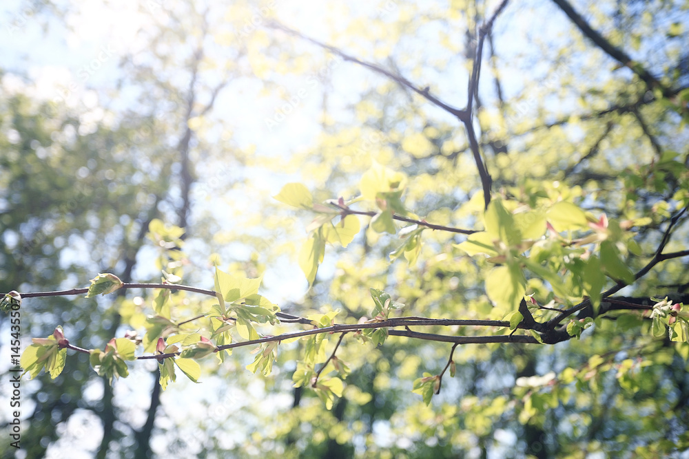 young green leaves spring background young green leaves spring background
