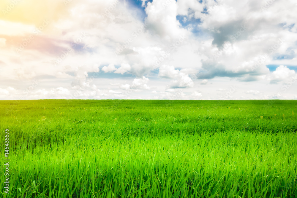 Obraz premium Green grass field and bright blue sky background