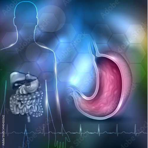 Stomach health care 3d illustration abstract design, human silhouette with internal organs and normal cardiogram at the bottom
