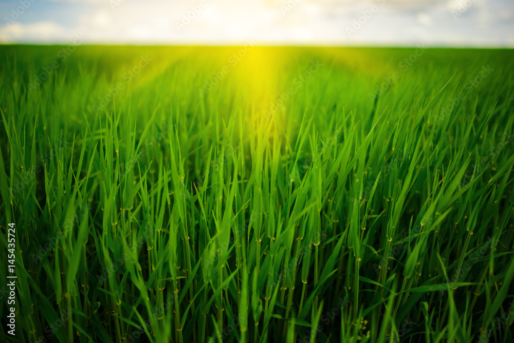 Obraz premium Close up of fresh thick grass with water drops in the early morning