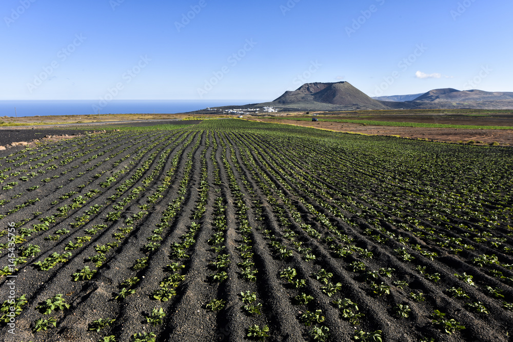 Extreme agriculture and farming in the volcanic landscape of the Canary Islands, potato cultivation in northern Lanzarote, Canary Islands, Spain, Europe