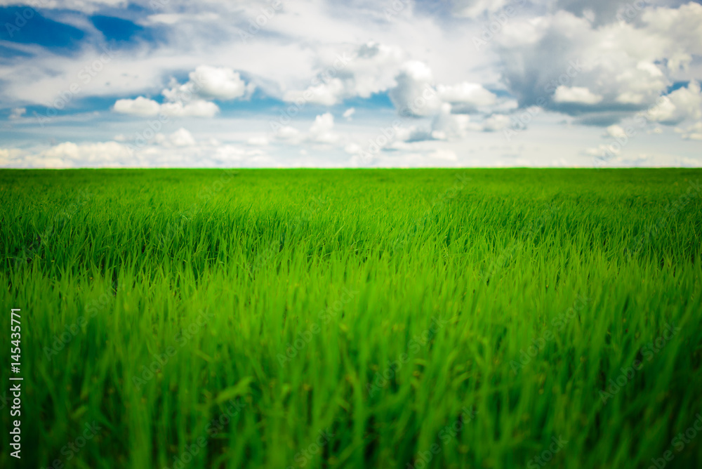 Green grass field and bright blue sky background Green grass field and bright blue sky background