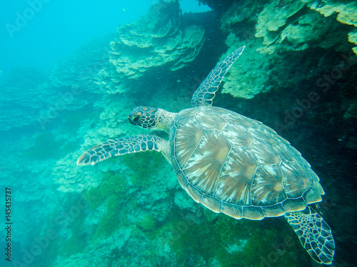 Sea Turtle In Guam