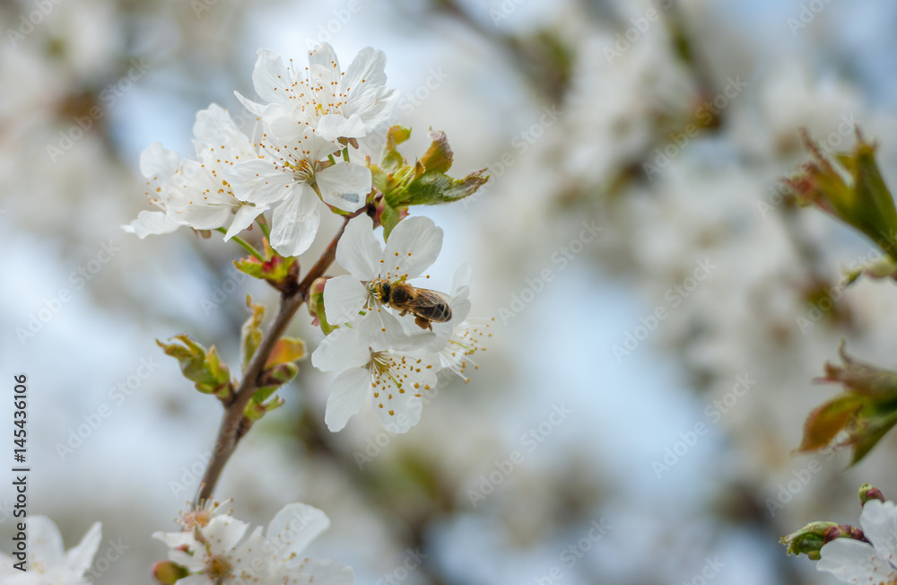 Bee pollinating a white flower.Bee on flower.blossom tree with a bee pollination Bee pollinating a white flower.Bee on flower.blossom tree with a bee pollination