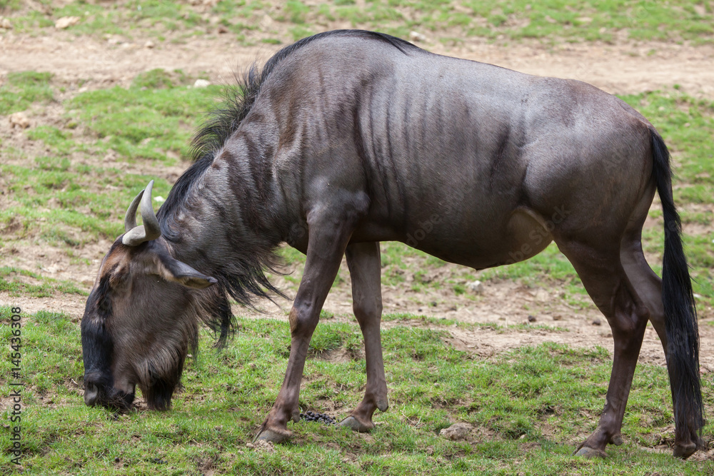 Fototapeta premium Blue wildebeests (Connochaetes taurinus)