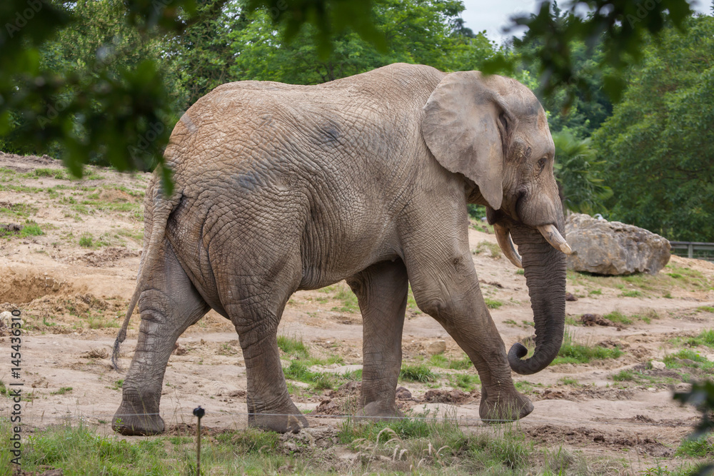 Fototapeta premium Słoń afrykański (Loxodonta africana)