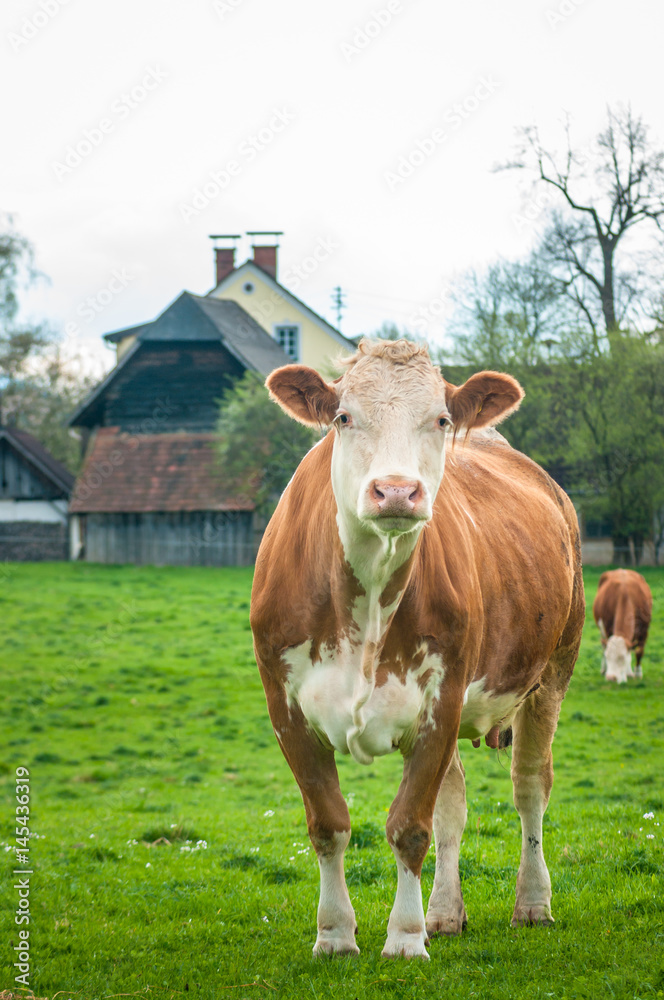 Red cow look in to camera on farm haus background
