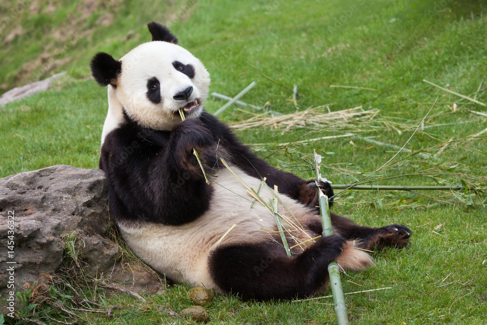 Fototapeta premium Giant panda (Ailuropoda melanoleuca).