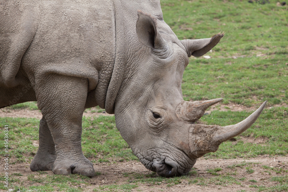 Naklejka premium Southern white rhinoceros (Ceratotherium simum).