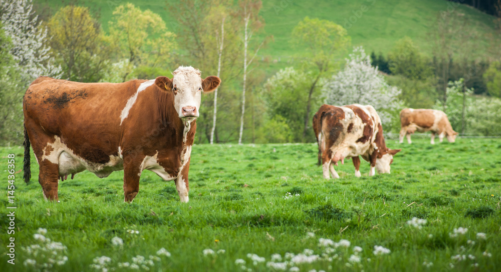 Cow on green meadow Nature