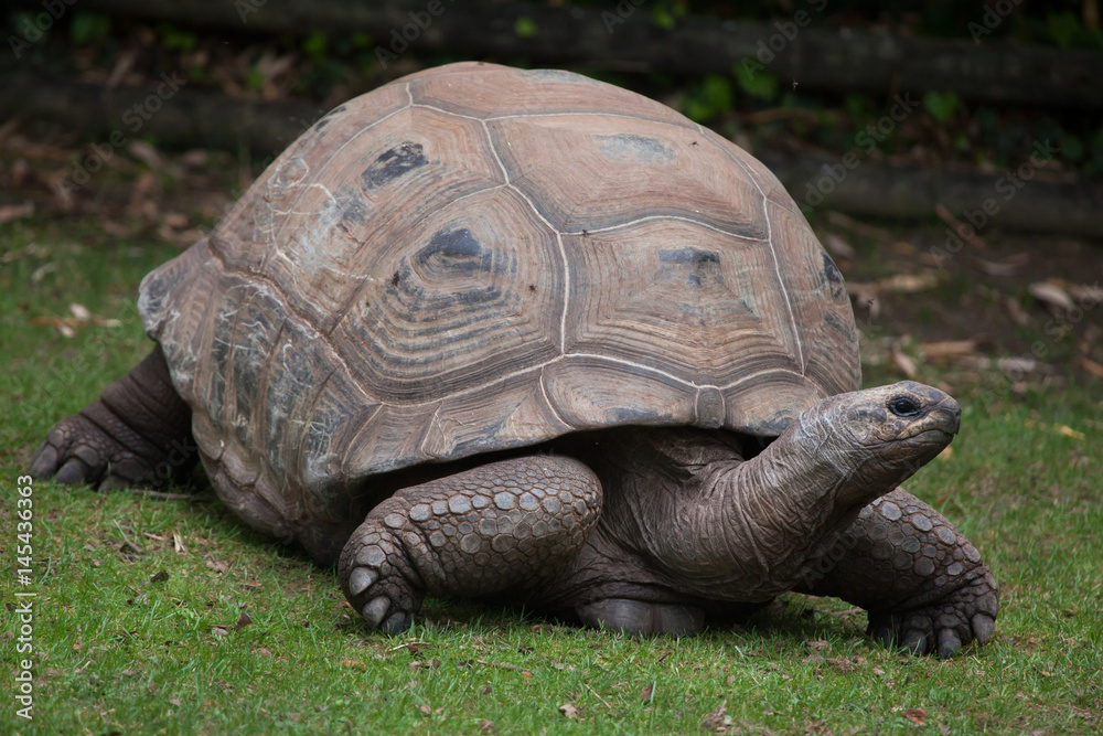 Aldabra giant tortoise (Aldabrachelys gigantea) Aldabra giant tortoise (Aldabrachelys gigantea)