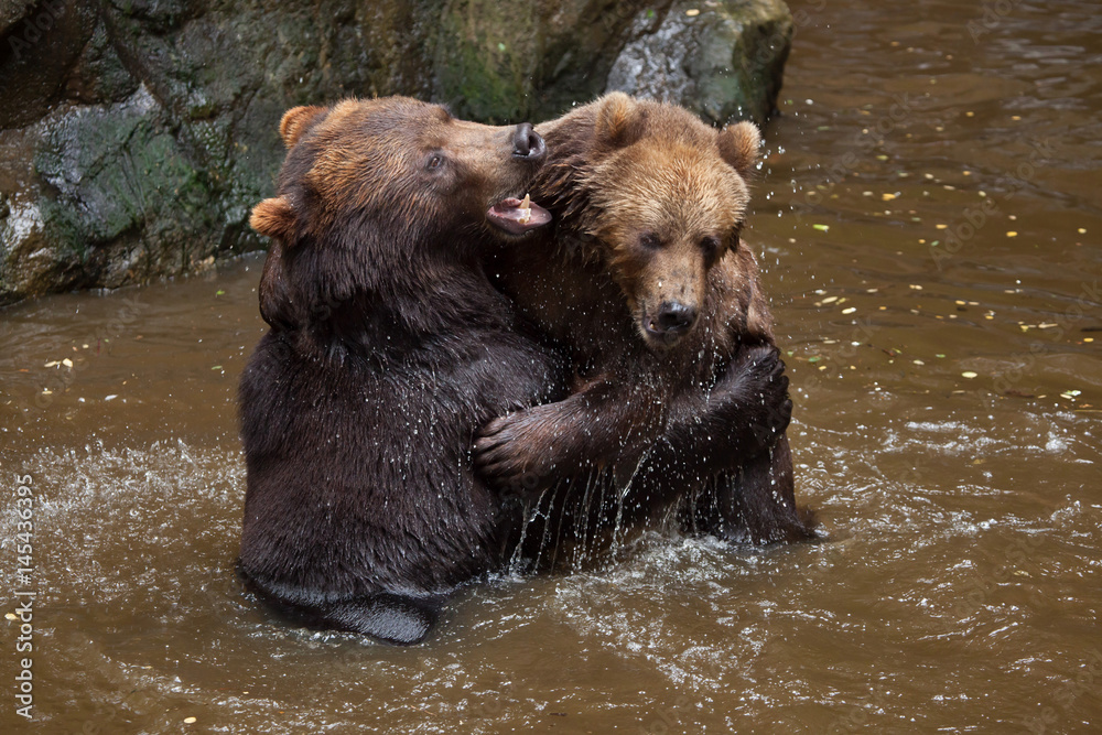 Kamchatka brown bear (Ursus arctos beringianus) Kamchatka brown bear (Ursus arctos beringianus)
