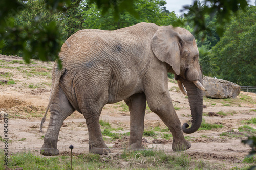 African bush elephant  Loxodonta africana 