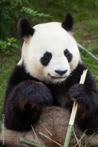 Giant panda (Ailuropoda melanoleuca). © Vladimir Wrangel