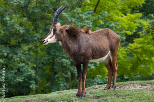 Sable antelope  Hippotragus niger 