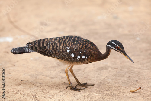 Sunbittern (Eurypyga helias). photo