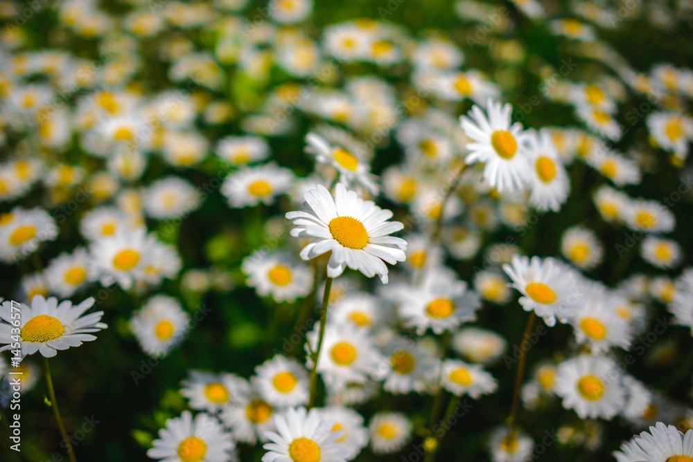 Fototapeta premium Selective focus daisy flowers - wild chamomile. Green grass and chamomiles in the nature