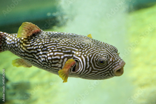 Reticulated pufferfish (Arothron reticularis) in Japan