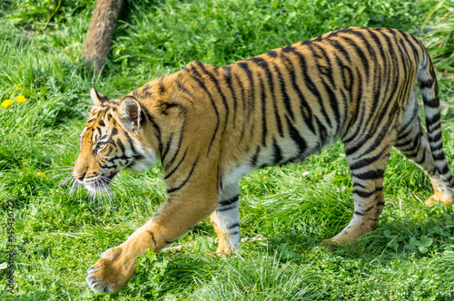 Sumatran tiger cub at London Zoo.