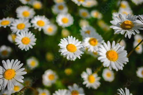 Selective focus daisy flowers - wild chamomile. Green grass and chamomiles in the nature © cezarksv